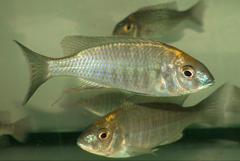 Nyassachromis prostoma 'Gome'